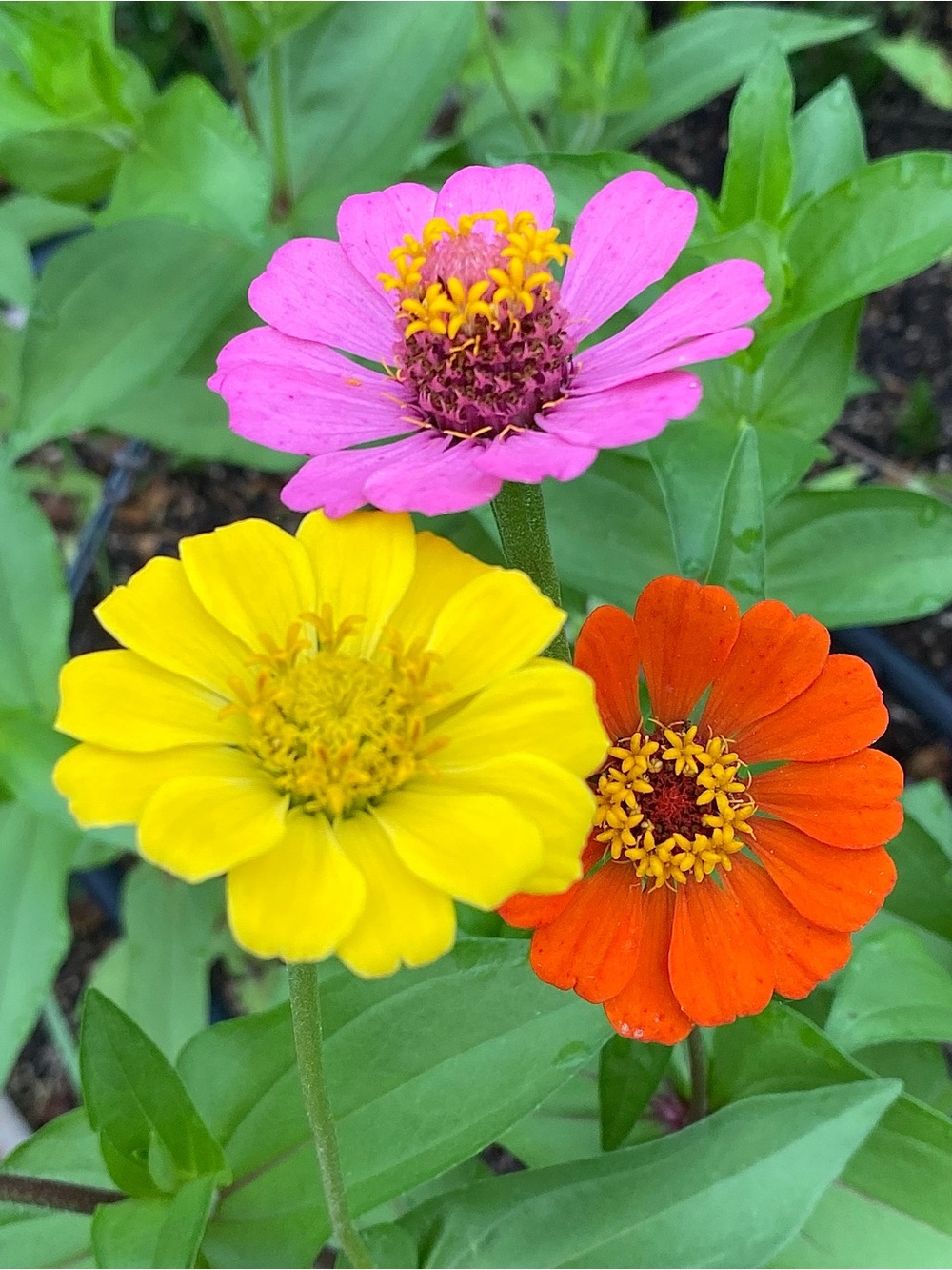 Cut & Come Again Zinnia Flower Seeds